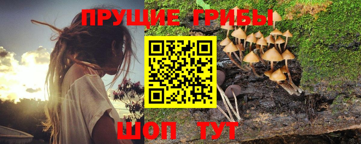 Псилоцибиновые грибы Psilocybe Тула